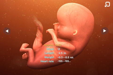 Pampers Hello Baby Pregnancy Calendar