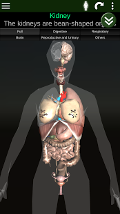 Organs 3D (Anatomy)