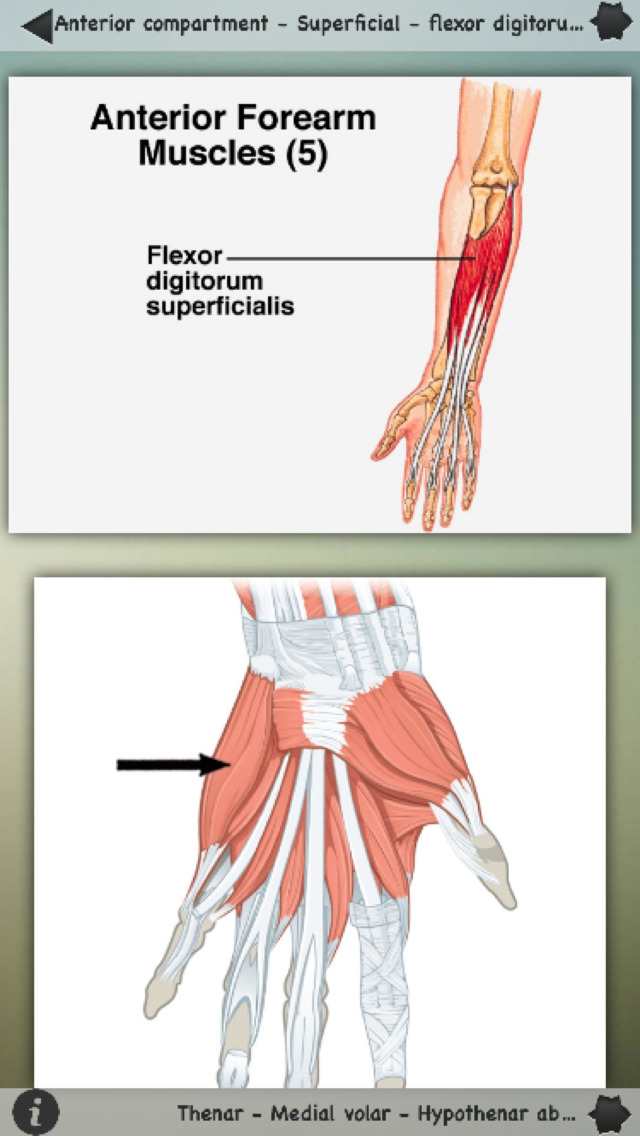 Human Muscles Info! for iPhone