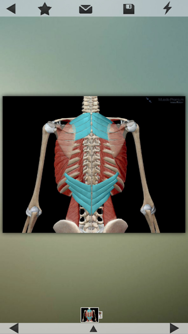 Human Muscles Info! for iPhone