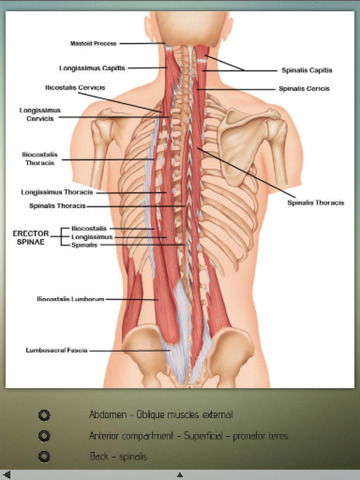 Human Muscles Info! for iPad