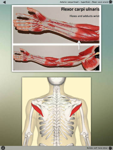 Human Muscles Info! for iPad