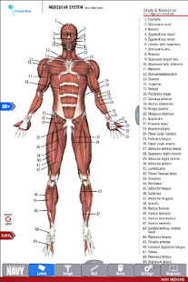Anatomy Study Guide