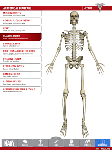 Anatomy Study Guide
