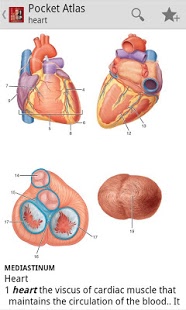 Pocket Atlas of Anatomy TR