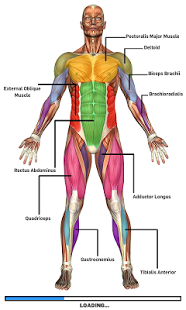 Muscular Anatomy Game Lite