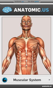 Muscular Anatomy Game Lite